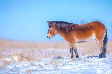 Karda otlayan bir midilli, soğuk kış manzarası ve açık mavi gökyüzü...