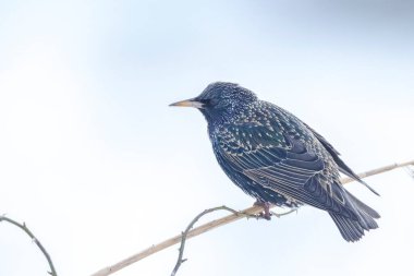 Erkek sığırcık kuşu Sturnus vulgaris sabahın erken saatlerinde tünemiş güzel tüyleriyle.