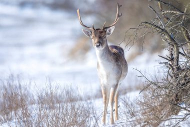 Fallow geyik geyiği Dama Dama kış ormanlarında kar ve buz arıyor, seçici odaklanma kullanılır.