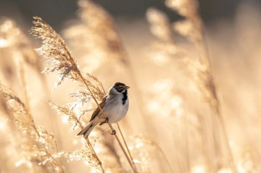 Alelade bir sazlık kiraz kuşu olan Emberiza schoeniclus, kamış başlıklı Phragmites australis 'te şarkı söyler. Sazlık yatakları, bulutlu bir günde bahar mevsiminde sert rüzgarlar nedeniyle sallanıyor..