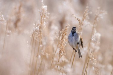 Alelade bir sazlık kiraz kuşu olan Emberiza schoeniclus, kamış başlıklı Phragmites australis 'te şarkı söyler. Sazlık yatakları, bulutlu bir günde bahar mevsiminde sert rüzgarlar nedeniyle sallanıyor..