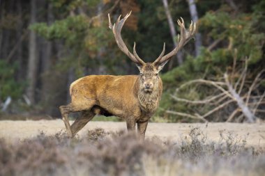Kızıl geyik erkek, servus elaphus, çiftleşme mevsiminde mor fundaların açtığı bir ormanın yakınındaki bir tarlada çiftleşiyor. Ulusal parc de Hoge Veluwe
