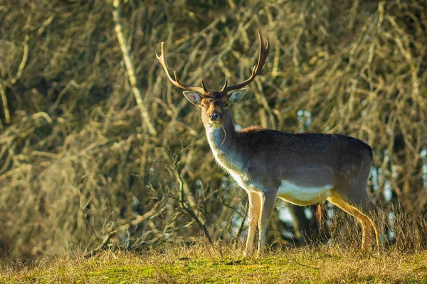 Damhirsch Dama Dama Mit Großem Geweih Das Einem Wald Spaziert — Stockfoto