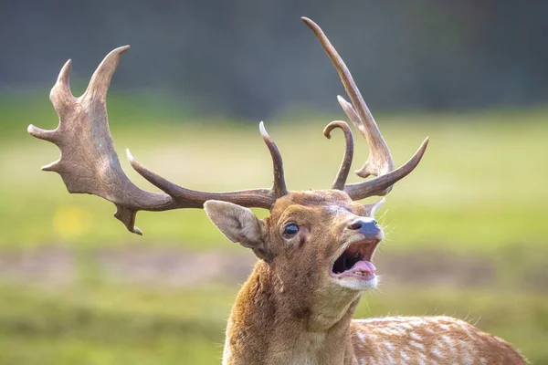 Närbild Porträtt Älg Rådjur Dama Dama Hane Ruttnande Säsong Höstens — Stockfoto