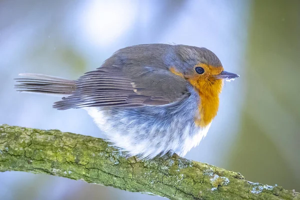 Europees Roodborstje Erithacus Rubecula Foerageren Sneeuw Prachtige Koude Winter Setting — Stockfoto