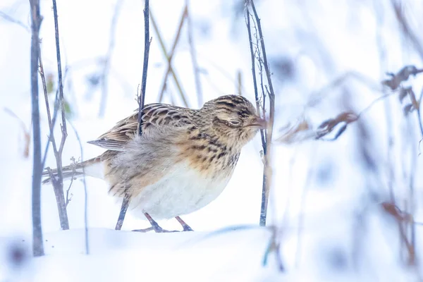 Closeup Eurasian Skylark Alauda Arvensis Foraging Snow Beautiful Cold Winter — Stock Photo, Image