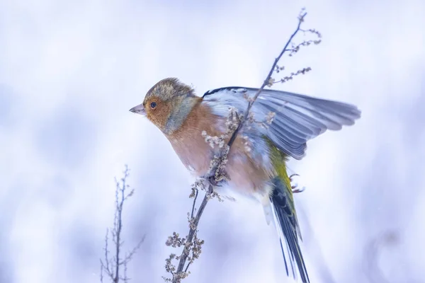 Κοντινό Πλάνο Ενός Αρσενικού Chaffinch Fringilla Coelebs Αναζήτηση Στο Χιόνι — Φωτογραφία Αρχείου