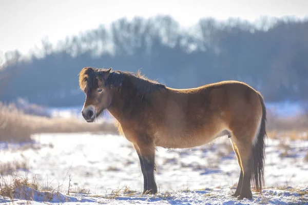 Exmoor Pônei Pastando Neve Paisagem Fria Inverno Céu Azul Claro — Fotografia de Stock