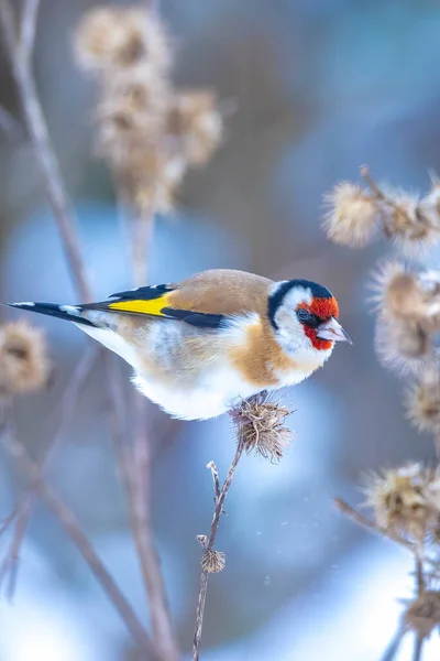 Chardonneret Europe Carduelis Carduelis Perché Mangeant Nourrissant Des Graines Dans — Photo