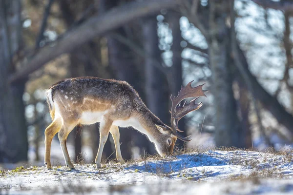 Fallow Deer Stag Dama Dama Foraging Winter Forest Snow Ice — Stock Photo, Image