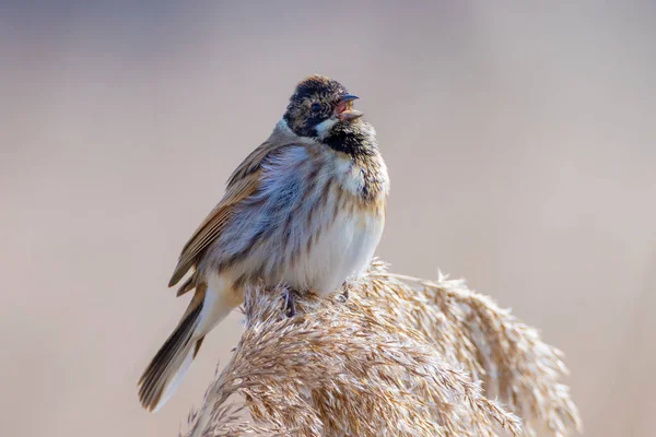 Bruant Commun Roseaux Emberiza Schoeniclus Chante Une Chanson Sur Panache — Photo