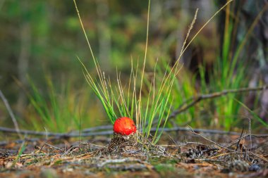Amanita muscaria gibi rüya görmek, agarik uçmak ya da amanita bazidiomycota muscimol mantarı uçurmak. Ormandaki kırmızı şapkada tipik beyaz noktalar. Doğal ışık, canlı renkler yumuşak ayar ve seçici odak