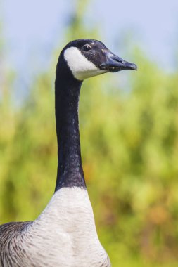 Kanada kazı Branta kanadensis 'e yakın çekim, yeşil bir çayırda yiyecek arıyor.