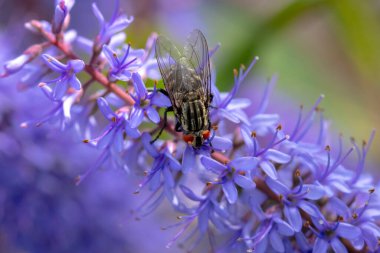 Flesh fly, Sarcophagidae , pollinating purple flowers. clipart
