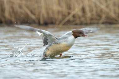 Merganser ya da Goosander erkeği, Mergus merganser, su yüzeyinde yüzer..