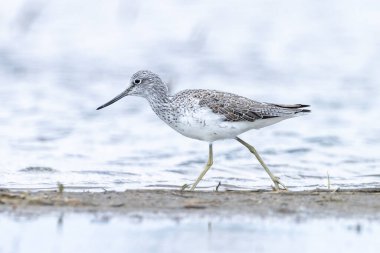 Yaygın yeşillik, Tringa nebularia, sulak alanlarda avlanan balıkçı kuşları.