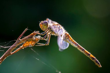 Sıradan bir Darter, Sympetrum striolatum, kanatlarını açmış dişi kanatlarını erken, sıcak güneş ışığında kurutuyor.