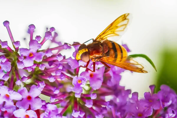 Volucella Zonaria Imitacja Szerszeni Karmienie Nektarem Purpurowych Kwiatów Buddleja Davidii — Zdjęcie stockowe