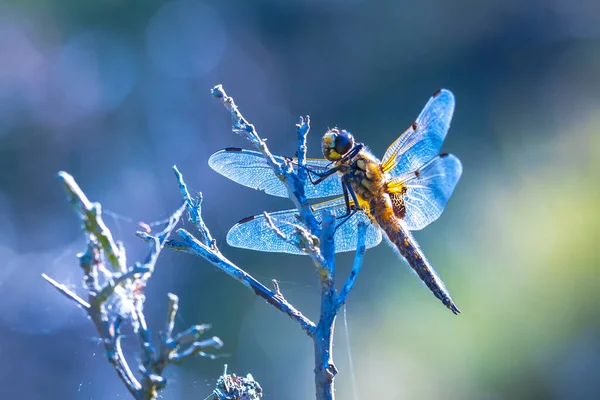 Gros Plan Chasseur Quatre Points Libellula Quadrimaculata Une Libellule Quatre — Photo