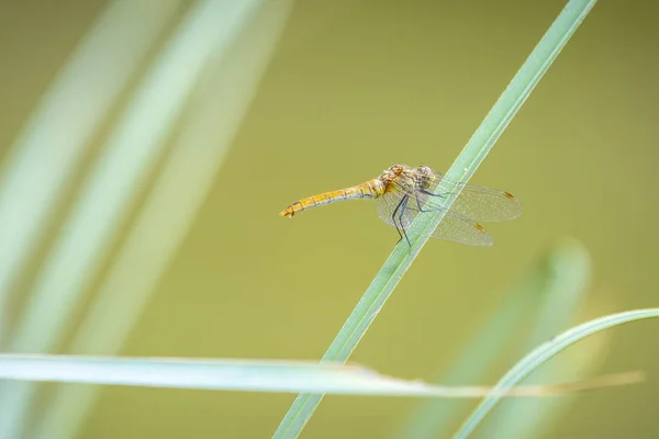 Close Ruddy Darter Sympetrum Sanguineum Resting Sunlight Meadow — Stock Photo, Image