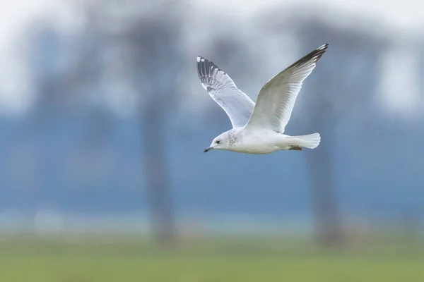 Sıradan Martı Martı Deniz Martısı Larus Kanus Uçuyor — Stok fotoğraf