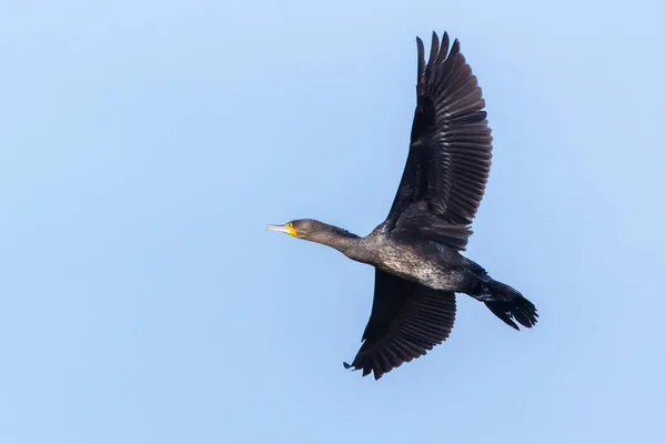 Nagy Fekete Kárókatonás Madár Phalacrocorax Carbo Alacsonyan Repül Vízfelszíne Felett — Stock Fotó