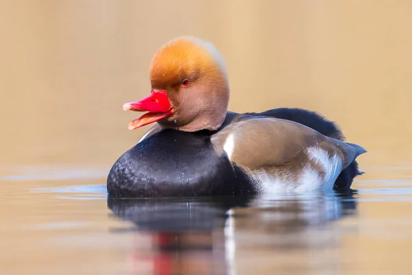 Pochard Crête Rouge Mâle Netta Rufina Sauvagine Nourrissant Dans Eau — Photo