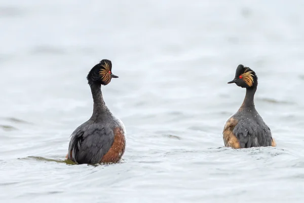 Closeup Black Necked Grebe Couple Podiceps Nigricollis Summer Plumage Courtship — Stock Photo, Image