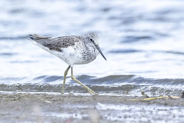 Kwekerij Tringa Nebularia Vogelfoerageren Wetlands — Stockfoto