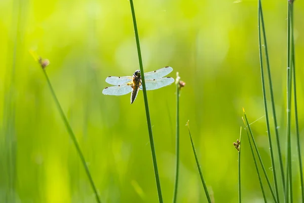 Gros Plan Chasseur Quatre Points Libellula Quadrimaculata Une Libellule Quatre — Photo