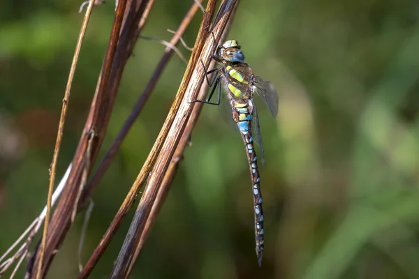 Closeup Migrant Hawker Aeshna Mixta Resting Leaves Tree Forest Sunny — Stock Photo, Image