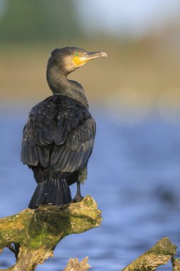 Siyah karabatak kuşu, Phalacrocorax karbonhidrat, kanatlarını güneşte kurutur. Bu bir karabatak için karakteristik bir davranış.