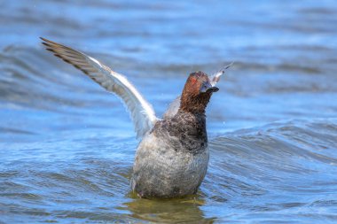 Aythya ferina adındaki sıradan bir meyve bahçesine yakın, gölette yüzen bir su kuşu. Renkli ve güneşli bir gün, düşük bir bakış açısı.