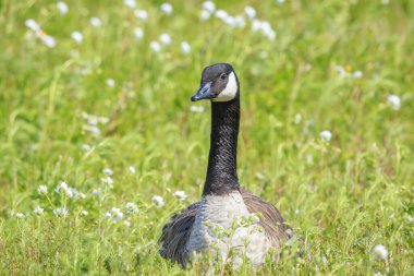 Kanada kazı Branta kanadensis 'e yakın çekim, yeşil bir çayırda yiyecek arıyor.