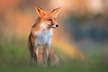 Vahşi kızıl tilki, Vulpes vulpes, çayırda yiyecek ve yiyecek ararlar..