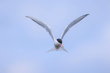 Bayağı sumru, Sterna hirundo, uçak içi ise avcılık balık için