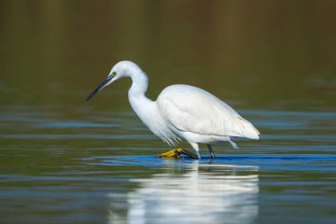 Küçük bir balıkçıl, Egretta Garzetta, balık tutma.