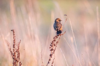 Stonechat, Saxicola rubicola, sabah güneşi altında yakın çekim.
