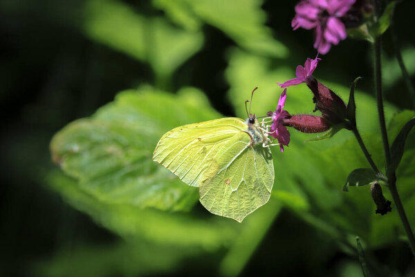A common brimstone butterfly, gonepteryx rhamni, feeding nectar from a butterfly-bush or Buddleja