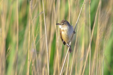 Büyük bir sazlık bülbülü, akrocephalus arundinaceus 'un yakınında, bahar sabahının erken saatlerinde sazlıklarda öten kuş.