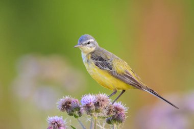 Güneşli bir yaz günü bitkisel hayatta şarkı söyleyen sarı kuyruklu batılı Motacilla kuşunun yakın çekimi.