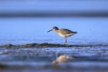 Ortak redshank tringa totanus güneşli bir da suda yem kuş wading