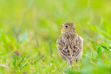 Avrasya tarla kuşu, Alauda arvensis, parlak güneş ışığında yürüyen bir çayırda.