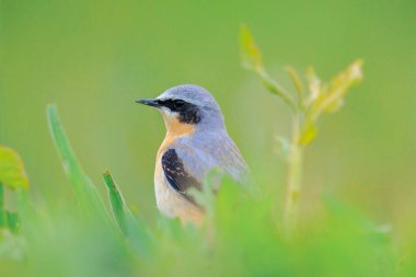 Kuzeyli bir erkek kuş olan Oenanthe Oenanthe Oenanthe 'ye yakın plan.