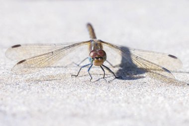 Sıradan bir Darter, Sympetrum striolatum, kanatları açık bir erkek kanatlarını kurutuyor, sıcak güneş ışığında.