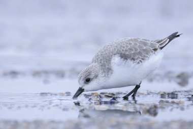 Sanderling, calidris alba, kumkuşları kumsalda kabuk ve deniz tarağı arıyorlar.