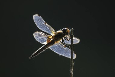 Dört noktalı kovalayıcının yakın çekimi, Libellula kuadrimaculata, ya da yeşil sazlıklarda dinlenen dört noktalı yusufçuk..