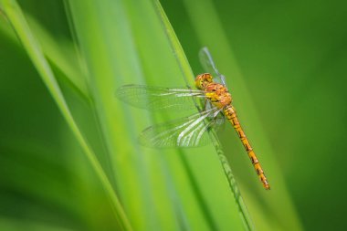 Sıradan bir Darter, Sympetrum striolatum, kanatlarını açmış dişi kanatlarını kurutuyor, sıcak güneş ışığında.
