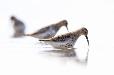 Bir Dunlin, Calidris Alpina 'ya yakın, sulak arazide yiyecek arıyor..