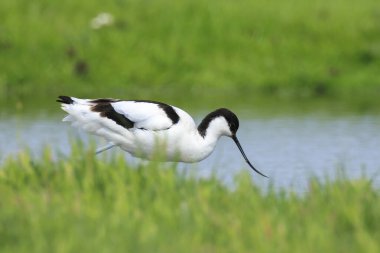 Pied Avocet, Recurvirostra avosetta 'nın yakın plan görüntüsü.